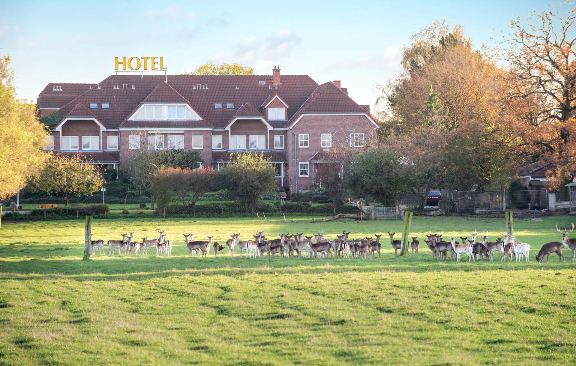 Rehe im Wildgehege des Hotel Hennies.