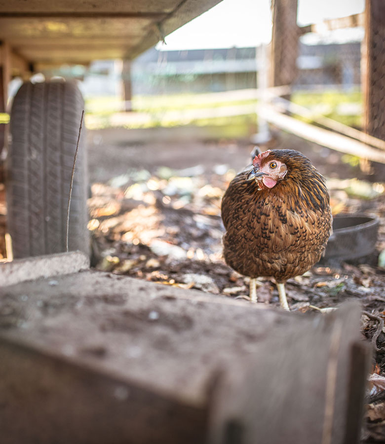 umgebung-huhn