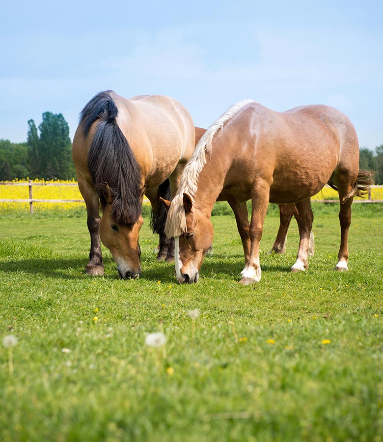 Pferde fressen auf einer der Weiden im Hotel Hennies in Isernhagen / Hannover.